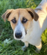 VICTORIALEA, Hund, Mischlingshund in Griechenland - Bild 18
