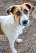 VICTORIALEA, Hund, Mischlingshund in Griechenland - Bild 21