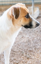 VICTORIALEA, Hund, Mischlingshund in Griechenland - Bild 22