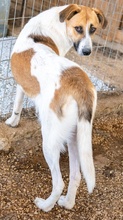 VICTORIALEA, Hund, Mischlingshund in Griechenland - Bild 23