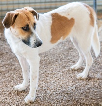 VICTORIALEA, Hund, Mischlingshund in Griechenland - Bild 24