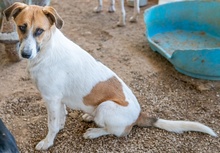 VICTORIALEA, Hund, Mischlingshund in Griechenland - Bild 26