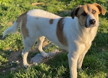 VICTORIALEA, Hund, Mischlingshund in Griechenland - Bild 3