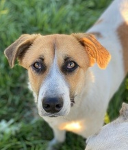 VICTORIALEA, Hund, Mischlingshund in Griechenland - Bild 9