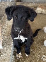 TIPSY, Hund, Mischlingshund in Griechenland - Bild 15