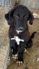 TIPSY, Hund, Mischlingshund in Griechenland - Bild 16