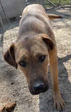 RIEKE, Hund, Mischlingshund in Griechenland - Bild 10