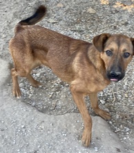 RIEKE, Hund, Mischlingshund in Griechenland - Bild 12