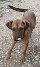 RIEKE, Hund, Mischlingshund in Griechenland - Bild 14