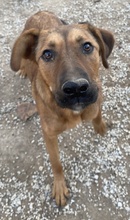 RIEKE, Hund, Mischlingshund in Griechenland - Bild 16