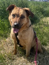 RIEKE, Hund, Mischlingshund in Griechenland - Bild 2