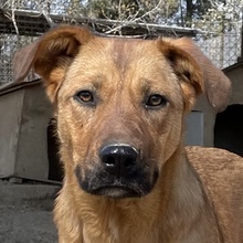 RIEKE, Hund, Mischlingshund in Griechenland - Bild 4