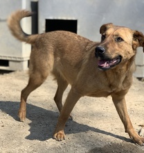 RIEKE, Hund, Mischlingshund in Griechenland - Bild 6