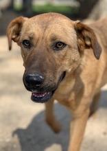 RIEKE, Hund, Mischlingshund in Griechenland - Bild 7