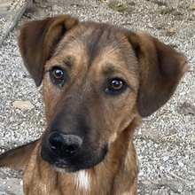 RIEKE, Hund, Mischlingshund in Griechenland - Bild 8