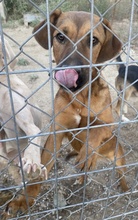 RIEKE, Hund, Mischlingshund in Griechenland - Bild 9
