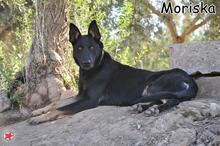 MORISCA, Hund, Mischlingshund in Donzdorf - Bild 3