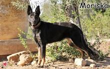 MORISCA, Hund, Mischlingshund in Donzdorf - Bild 4