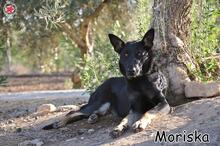 MORISCA, Hund, Mischlingshund in Donzdorf - Bild 5