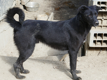 KEIKO, Hund, Labrador-Mix in Rumänien - Bild 11