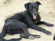 KEIKO, Hund, Labrador-Mix in Rumänien - Bild 4