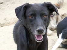 KEIKO, Hund, Mischlingshund in Rumänien - Bild 1