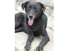 KEIKO, Hund, Mischlingshund in Rumänien - Bild 3
