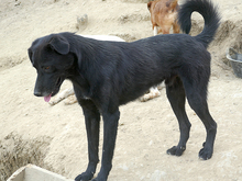 KEIKO, Hund, Mischlingshund in Rumänien - Bild 6