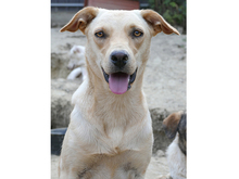 KELLY, Hund, Labrador-Mix in Rumänien - Bild 1