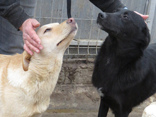 KELLY, Hund, Labrador-Mix in Rumänien - Bild 11