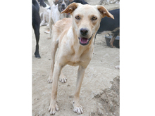 KELLY, Hund, Labrador-Mix in Rumänien - Bild 2