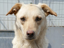 KELLY, Hund, Labrador-Mix in Rumänien - Bild 5