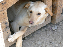 KELLY, Hund, Labrador-Mix in Rumänien - Bild 7