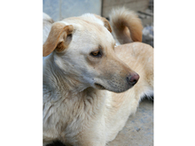 KELLY, Hund, Labrador-Mix in Rumänien - Bild 8