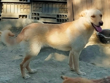 KELLY, Hund, Mischlingshund in Rumänien - Bild 10