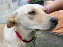 KELLY, Hund, Mischlingshund in Rumänien - Bild 3