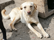 KELLY, Hund, Mischlingshund in Rumänien - Bild 6