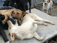 KELLY, Hund, Mischlingshund in Rumänien - Bild 9