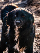 HARRY, Hund, Mischlingshund in Bulgarien - Bild 1