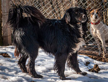 HARRY, Hund, Mischlingshund in Bulgarien - Bild 10