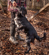 HARRY, Hund, Mischlingshund in Bulgarien - Bild 11