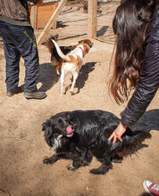 HARRY, Hund, Mischlingshund in Bulgarien - Bild 12