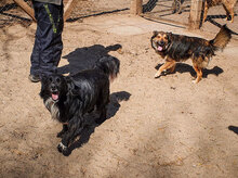 HARRY, Hund, Mischlingshund in Bulgarien - Bild 13