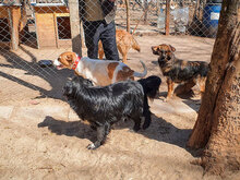 HARRY, Hund, Mischlingshund in Bulgarien - Bild 14