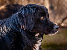 HARRY, Hund, Mischlingshund in Bulgarien - Bild 2