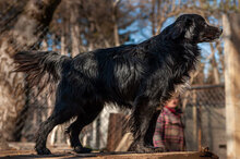 HARRY, Hund, Mischlingshund in Bulgarien - Bild 5