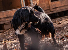 HARRY, Hund, Mischlingshund in Bulgarien - Bild 9