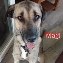 MAGI, Hund, Mischlingshund in Linnich - Bild 1