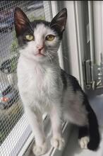 VERONIKA, Katze, Europäisch Kurzhaar in Bulgarien - Bild 7