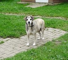 RIN, Hund, Mischlingshund in Großröhrsdorf - Bild 3